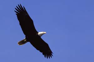 eagle flying